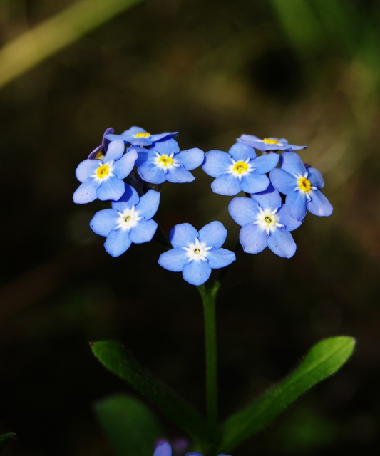 Celebrating Autism Awareness Month